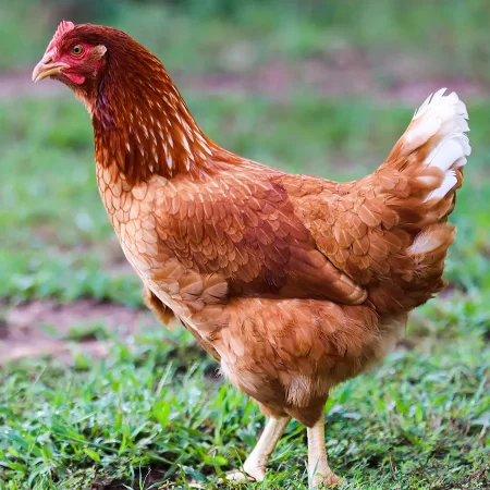 Gà mái khỏe mạnh với dáng đứng chắc chắn, không có dấu hiệu khô chân