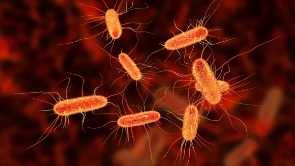 Hình ảnh mô phỏng vi khuẩn E. coli – nguyên nhân phổ biến gây tiêu chảy ở heo con và heo cai sữa.