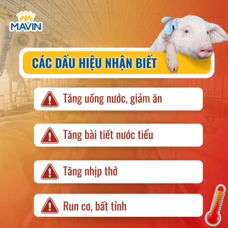 Các dấu hiệu stress nhiệt ở heo: uống nhiều nước, giảm ăn, tăng nhịp thở, run cơ
