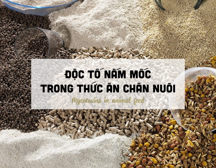 Thức ăn chăn nuôi bị nhiễm độc tố nấm mốc - Nguy cơ tiềm ẩn trong ngành chăn nuôi