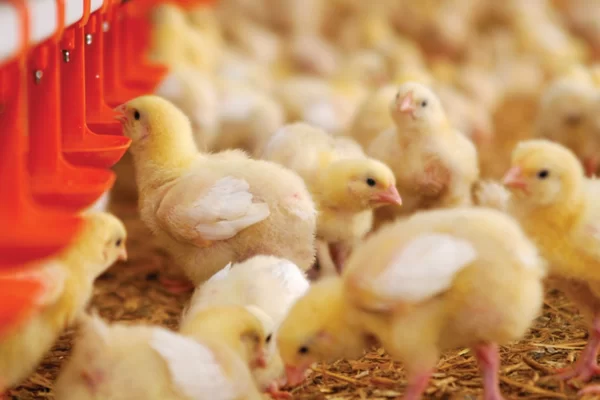 Gà con đang uống nước sạch trong chuồng úm có lót trấu