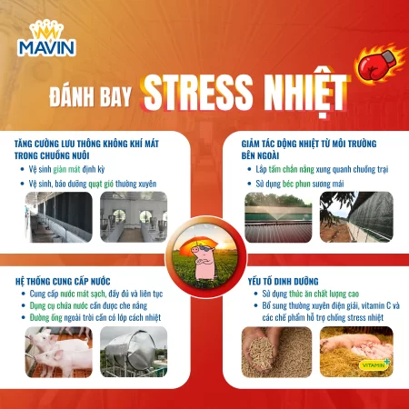 Các biện pháp chống nóng, giảm stress nhiệt cho heo trong chuồng nuôi