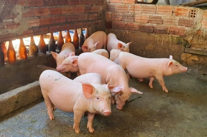 Đàn heo đứng trong chuồng không có tuyến mồ hôi nên dễ bị stress nhiệt