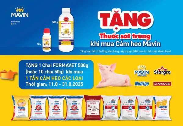 Chương trình khuyến mãi tặng thuốc sát trùng Formavet khi mua cám heo Mavin Feed tháng 8/2025
