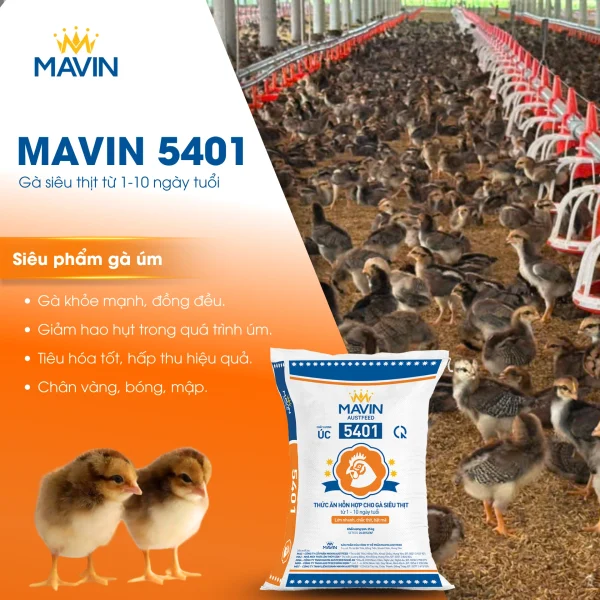Thức ăn úm Mavin 5401 cho gà siêu thịt 1–10 ngày tuổi – giải pháp giúp gà khỏe mạnh, đồng đều, tiêu hóa tốt, chân vàng bóng mập