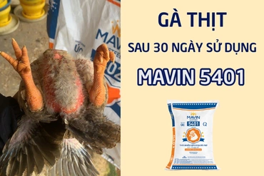 Kết quả tích cực sau khi sử dụng Mavin 5401 chỉ sau 30 ngày