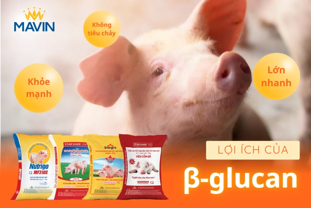 Lợi ích của β-glucan đối với sự phát triển của heo con – tăng miễn dịch, giảm stress, tiêu hóa khỏe và giảm tiêu tốn thức ăn.
