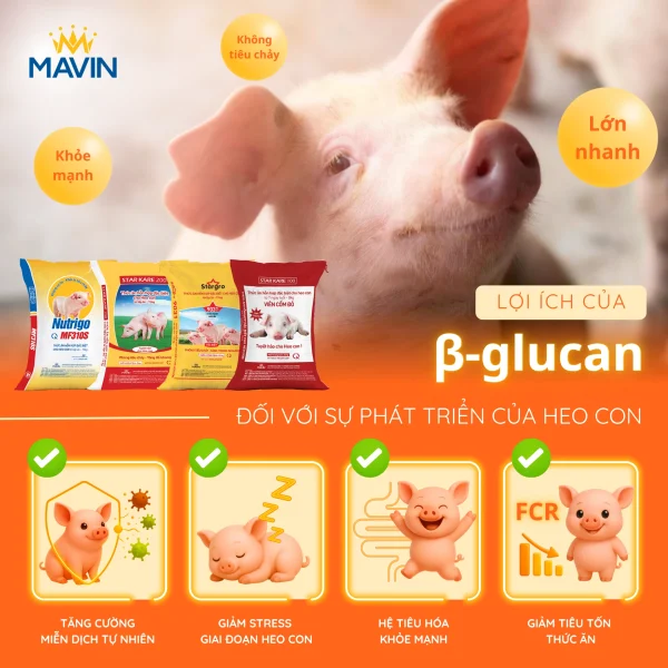 Lợi ích của β-glucan đối với sự phát triển của heo con – tăng miễn dịch, giảm stress, tiêu hóa khỏe và giảm tiêu tốn thức ăn.