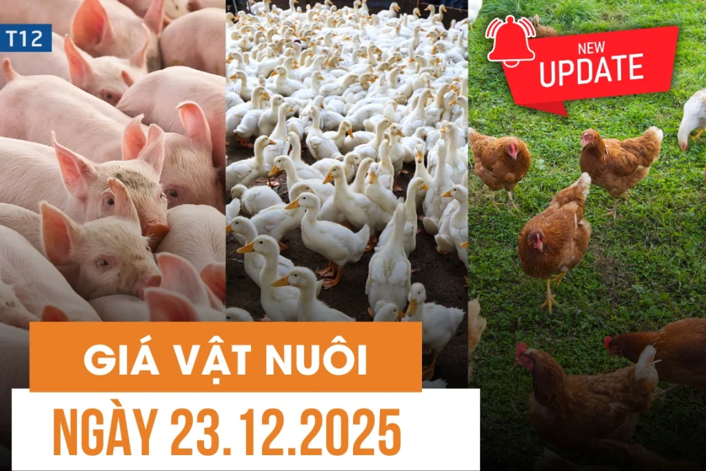 Bản tin giá vật nuôi ngày 23/12/2025