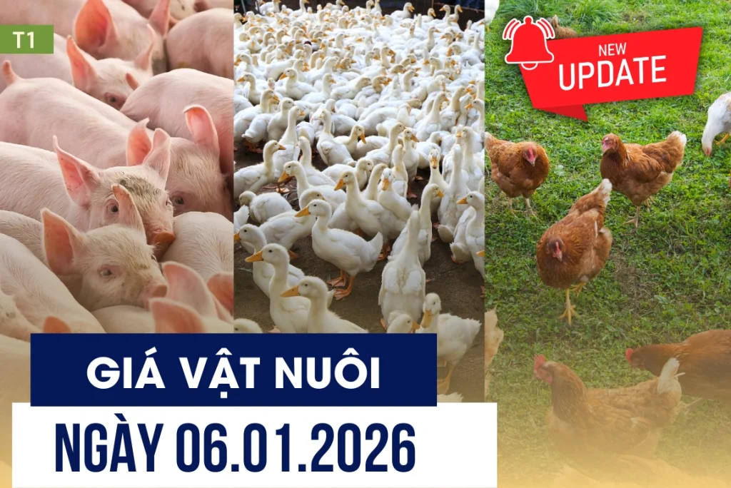 Bản tin giá vật nuôi ngày 06/01/2026