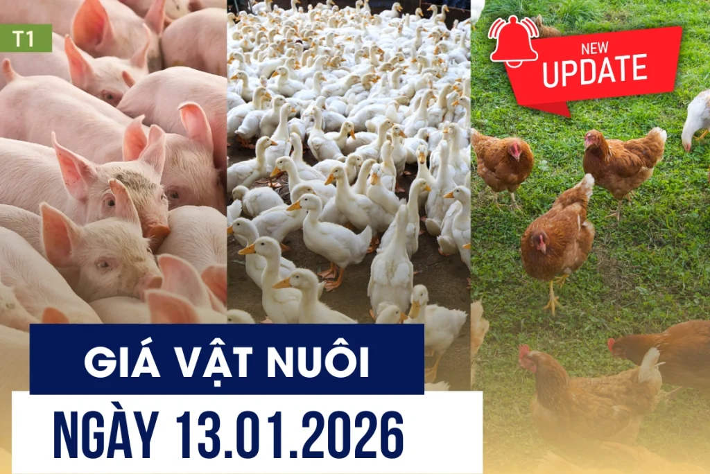 Bản tin giá vật nuôi ngày 13/01/2026