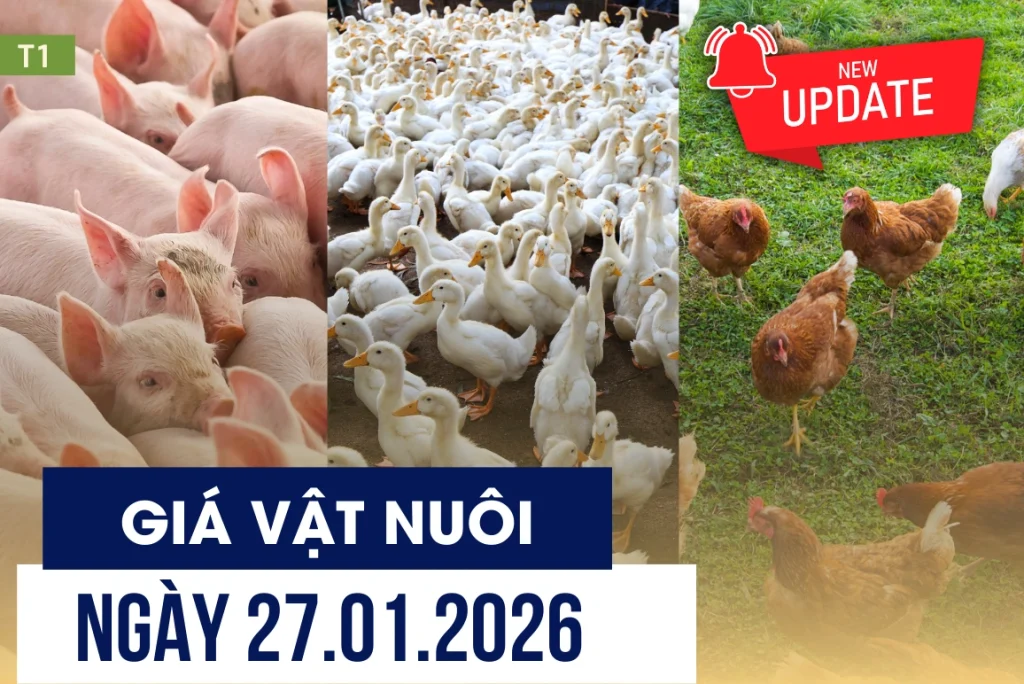Bản tin giá vật nuôi ngày 27/01/2026