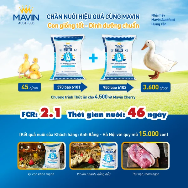 Hiệu suất chăn nuôi vịt Mavin Cherry tại Hà Nội