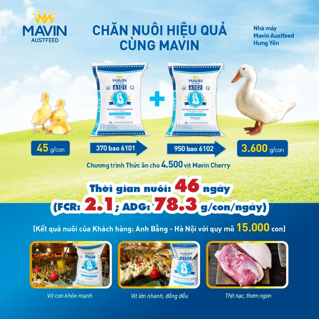 Hiệu suất chăn nuôi vịt Mavin Cherry tại trại khách hàng Hà Nội