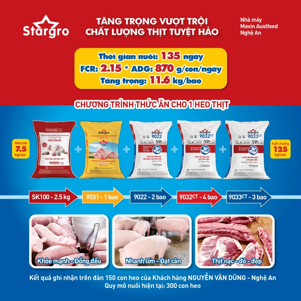 Kết quả chăn nuôi heo thịt sử dụng chương trình thức ăn Mavin Feed tại Nghệ An