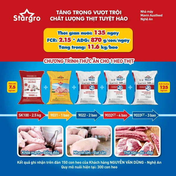 Kết quả chăn nuôi heo thịt sử dụng chương trình thức ăn Mavin Feed tại Nghệ An