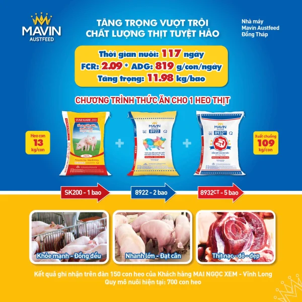 Kết quả chăn nuôi 150 heo thịt với FCR 2,09 cùng Mavin Feed